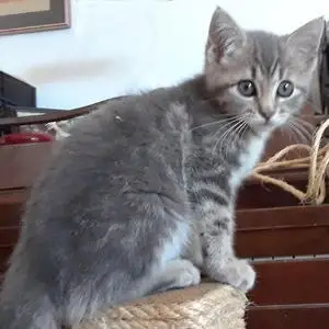 Cat  Program Manager