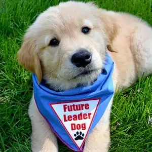 Be a Puppy Raiser