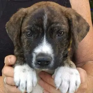 Dog Program Manager