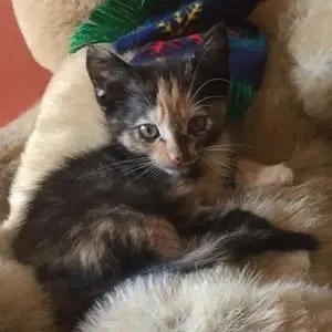 Foster a cat in your home