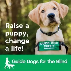 Puppy sitter for Guide Dogs for the Blind!