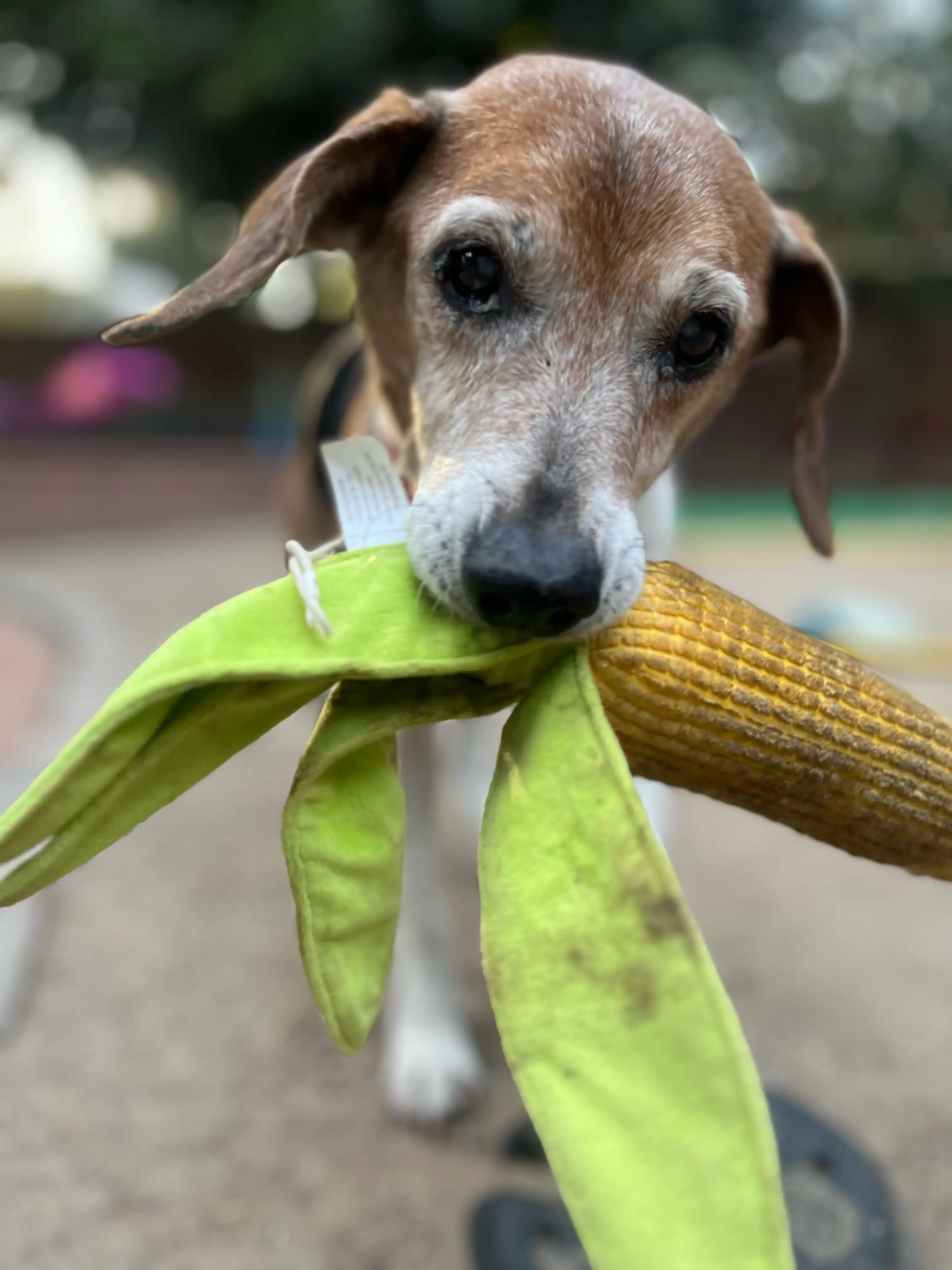 Animal Caretaker