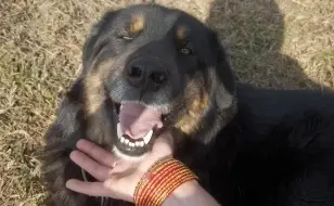 Humane treatment of street dogs in Nepal