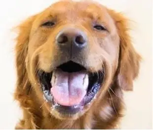 Certified Therapy Dog Volunteers Needed!