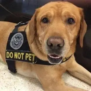 Volunteer with the Houston HOBBY TSA K9 Team