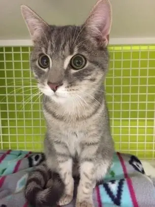 Adoption Center Cat Care Provider- Andorra Petco