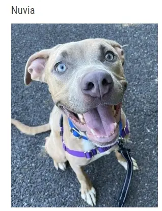 Dog Yard Volunteer * adults only * in Kent