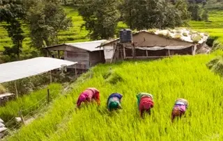 Environment Conservation: Farming