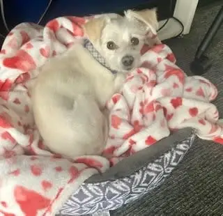 Pet Therapy for Hospice Patients- Denver Metro