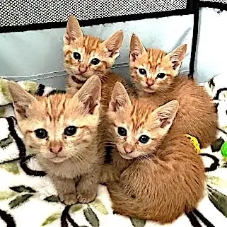 Save kittens! Orphaned kittens need you! Become a foster parent!