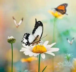 Spring Plant and Herb Festival Table Host