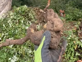 Duwamish Hill Preserve - Restore Duwamish Hill Preserve