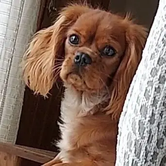 Immediate Need for Pet Therapists to Share Your Love of Dogs with Patients in the New Ulm Area