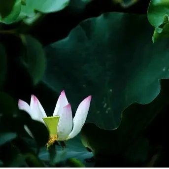 Part time Nonprofit Fundraiser Volunteer - Prance Earth News