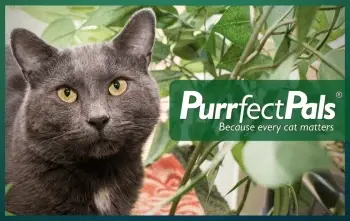 Purrfect Pals Volunteer Driver