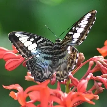 Become a Butterfly Ambassador at the Butterfly House!