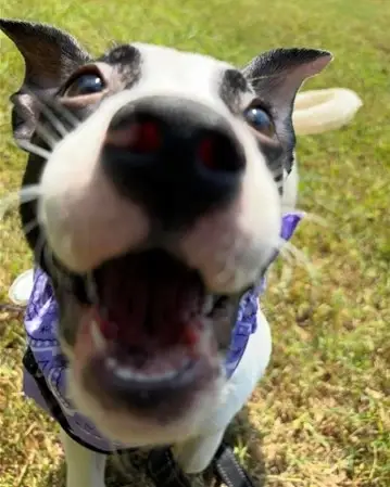 Love our animals.  Walk a dog, provide a lap for a cat, play with our puppies and kittens.