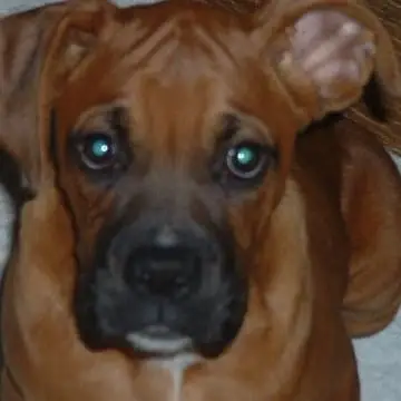 Foster homes needed!