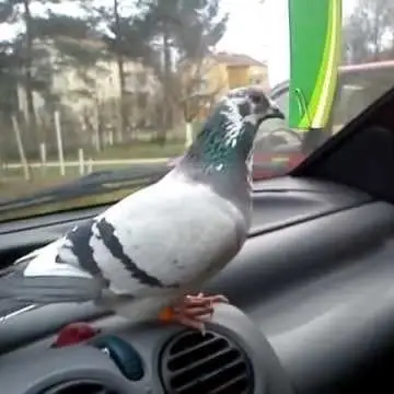Pigeon Transport Volunteer
