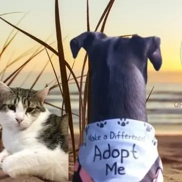 Dog Foster Volunteers Needed (Richmond, VA)