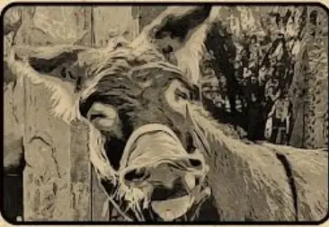 Donkey Care