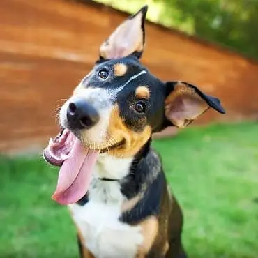 Saturday drivers needed in/around Hamburg to Rescue Dogs