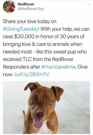 Social Media post about Giving Tuesday.
