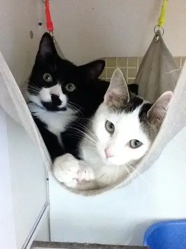 Cat Cafe Event Planner