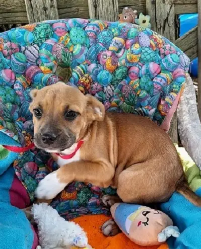 Volunteers needed for a Special Adoption Event at the Bellingham PetSmart -  Saturday, 4/25/26