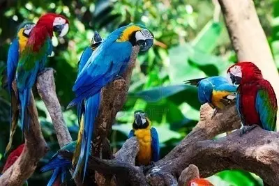 Fundraising for the Parrots
