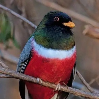 Patagonia Lake State Park - Guided Hikes - Birders