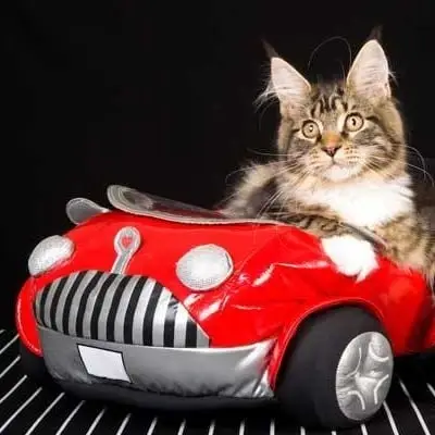 Vet Transport Volunteer - Animal House Shelter