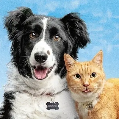 Pet therapy Volunteer Needed (Pensacola and surrounding area)