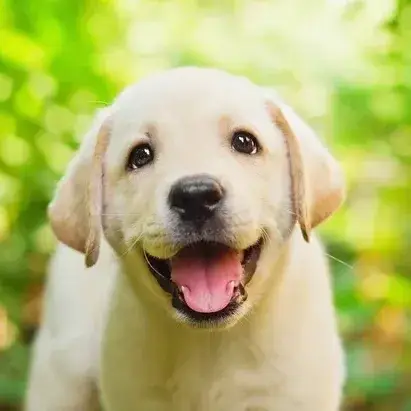 🐾 Volunteer Animal Rescue Drivers Needed: Easton, PA to Haskell, NJ 🐾