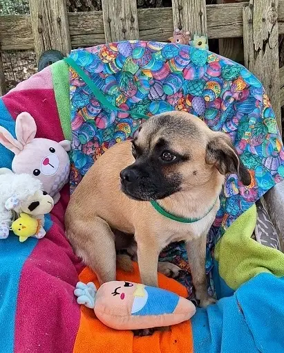 Volunteers needed for a Special Memorial Day Adoption Event at Burlington PetSmart -  Friday, 5/22/26