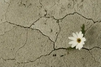 Una flor creciendo en un terreno árido