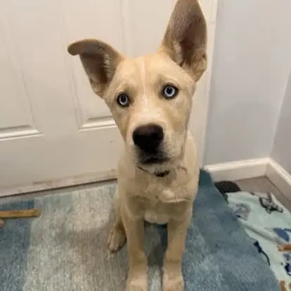 Vacation Relief/Weekend Foster Volunteer