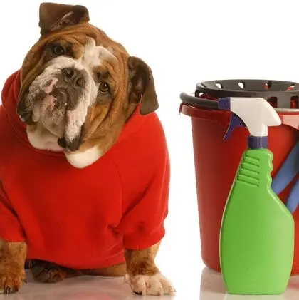 Common area caretaker Volunteer - Animal House Shelter