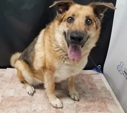 Rescue Dog Evaluator