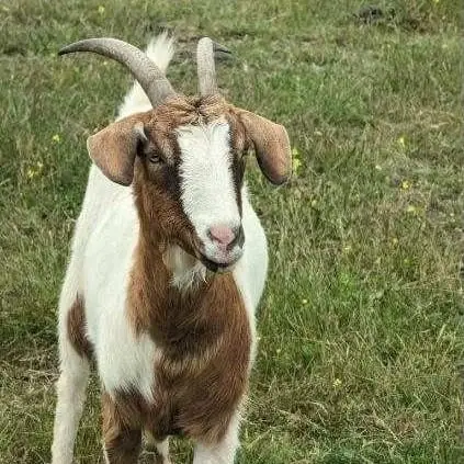 Animal Care Support Volunteer- Help us make a difference in the daily life of our animals