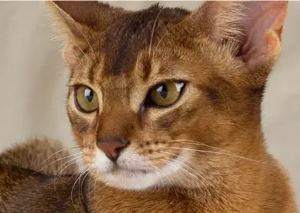 Help EveryCat at the It's TICA Time Cat Show "Garden Pawty"