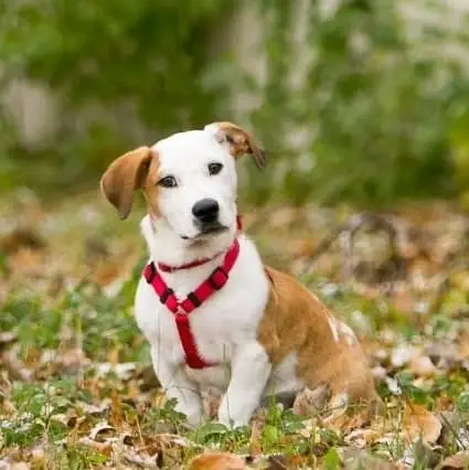 Foster a dog or a puppy in need