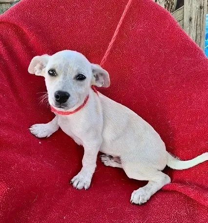 Volunteers needed for a Special EASTER Adoption Event at Burlington PetSmart -  Saturday, 3/21