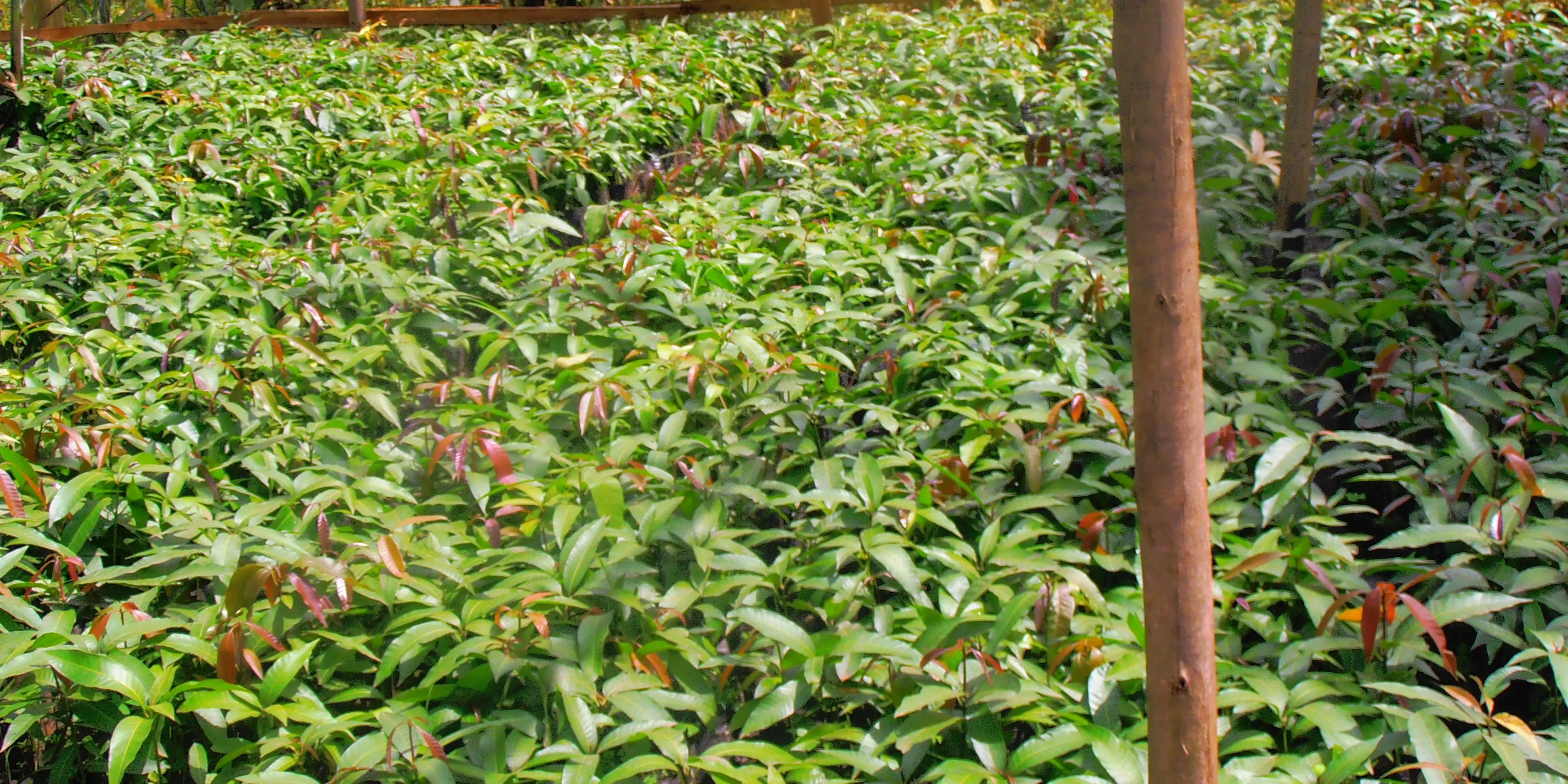 UGANDA: Farming Volunteering Project