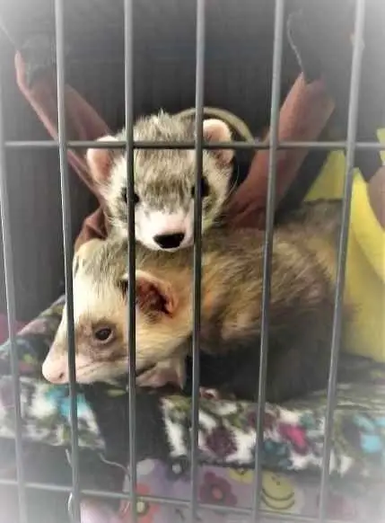 Make a Big Difference for Small Lives: Become a GCFA Ferret Hero Today! 🐾