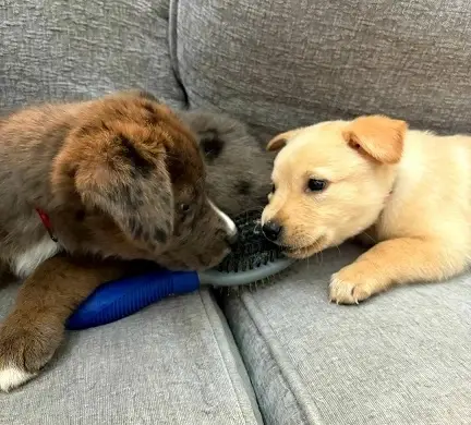 Volunteers needed for a Special VALENTINE Adoption Event -  Friday, 1/16  - Saturday, 1/17