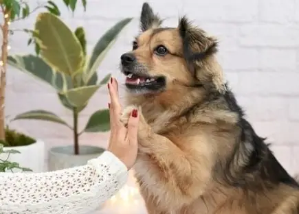 Therapy Dog and Volunteer Pair - Hospice