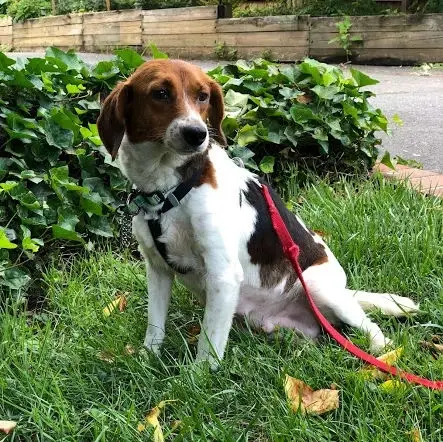 Adoption Event Helper - Dog Handler