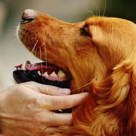 Pet Therapy Volunteer