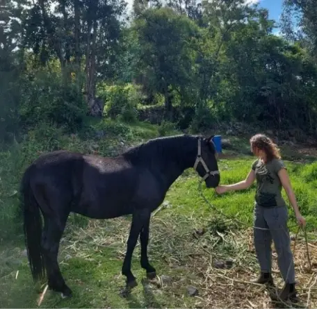 Peru - Horse Ranch Support